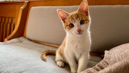 Katze