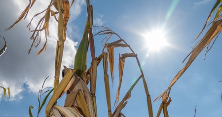 Schönborn: Klimawandel ist 'unbestreitbare Wirklichkeit'