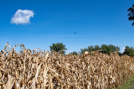Dürre: Bischof Schwarz ruft zum Gebet für die Landwirtschaft auf